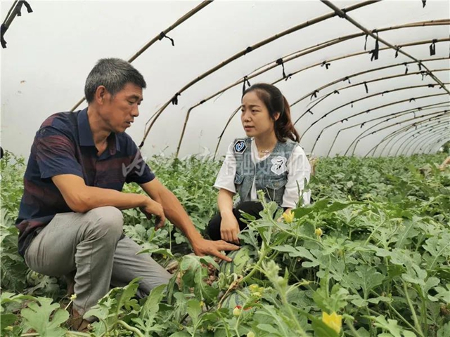 帮帮我！内江瓜农求助：再有四五天，地里三万斤西瓜就要烂了......(图6)