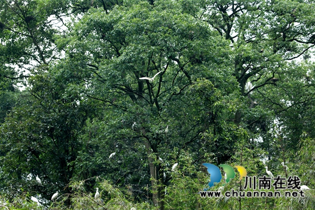 乌类的天堂！纳溪发现一个白鹭天然聚居点(图3)