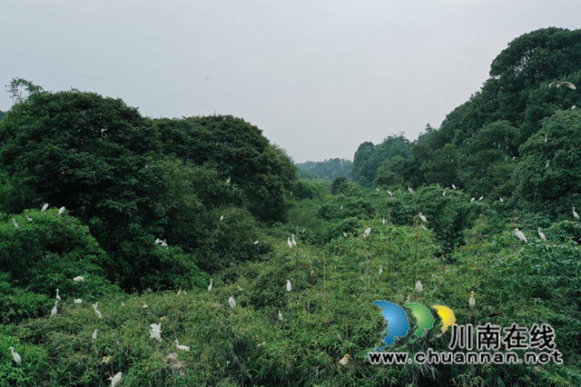 深山里的鸟儿天堂！纳溪发现一个白鹭天然聚居点(图1)
