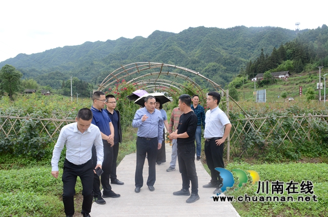致公党四川省委到古蔺大寨苗族乡调研乡村振兴产业发展情况(图4)