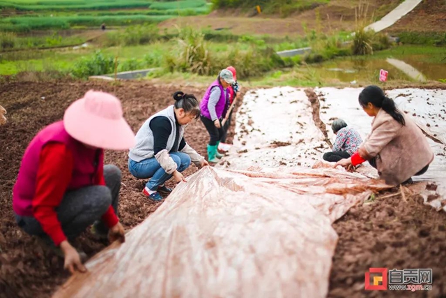 自贡人注意！这事干不得，最高可罚10万！(图1)