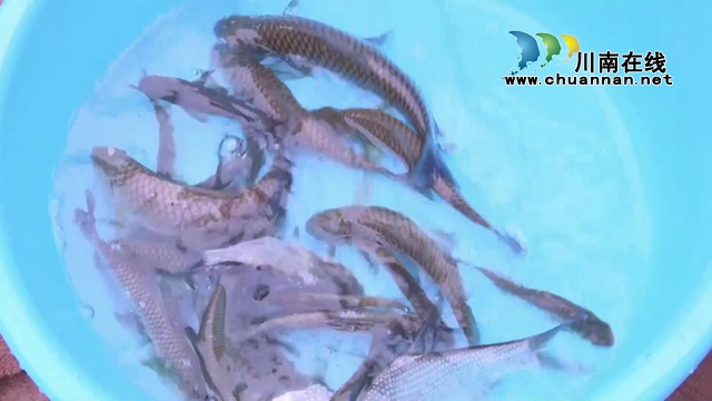 【双城经济圈】长江上游“川渝检察公益诉讼生态修复示范区”（塘河流域）正式启用(图9)