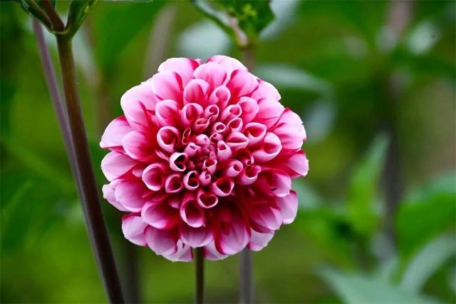 【亲自然】古蔺这儿的夏天繁花似锦，晶莹璀璨……(图2)