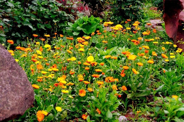 【亲自然】古蔺这儿的夏天繁花似锦，晶莹璀璨……(图3)