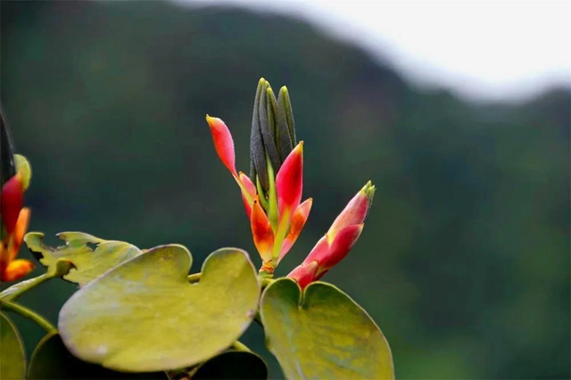 【亲自然】古蔺这儿的夏天繁花似锦，晶莹璀璨……(图7)