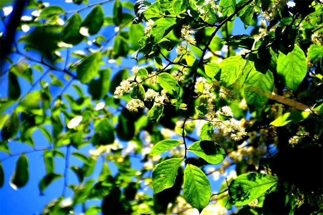 【亲自然】古蔺这儿的夏天繁花似锦，晶莹璀璨……(图8)