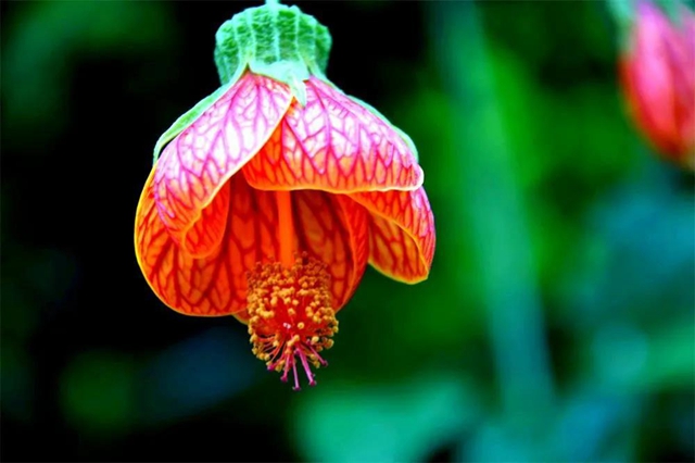 【亲自然】古蔺这儿的夏天繁花似锦，晶莹璀璨……(图11)