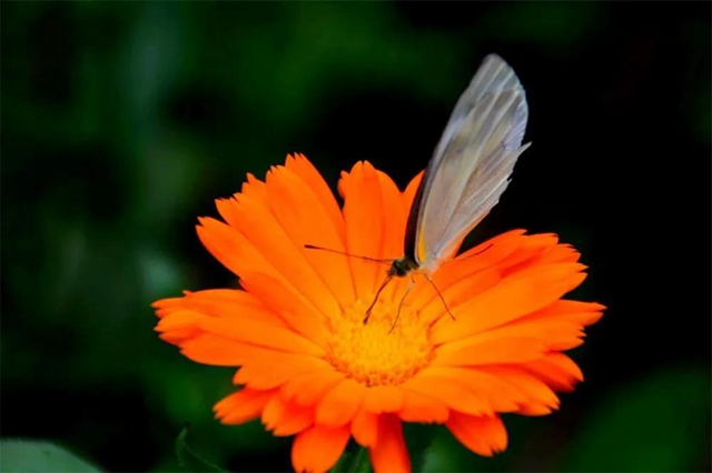 【亲自然】古蔺这儿的夏天繁花似锦，晶莹璀璨……(图13)