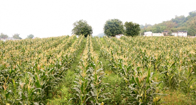 又到吃合江糯苞谷的时节……(图2)