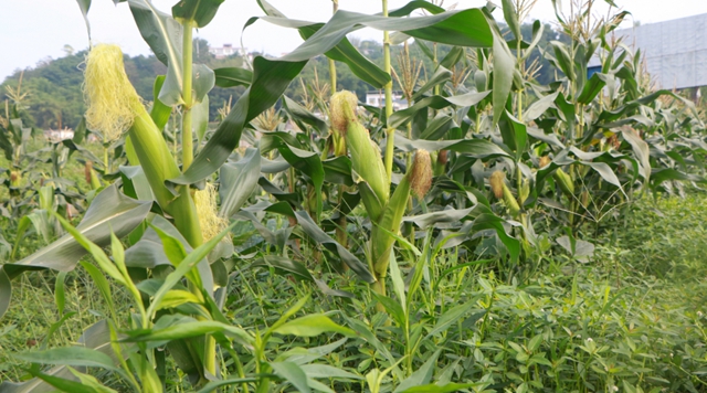 又到吃合江糯苞谷的时节……(图4)