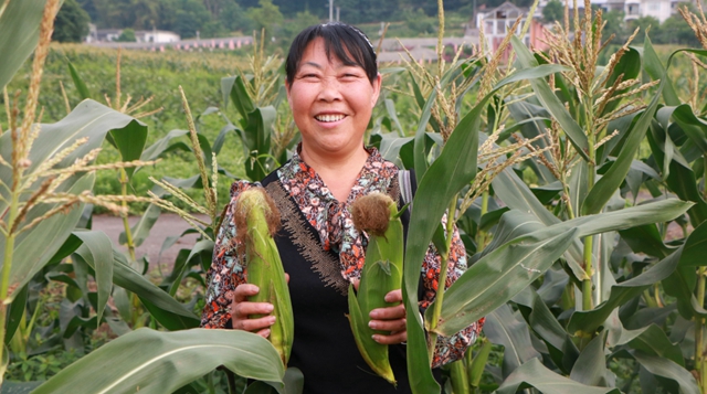 又到吃合江糯苞谷的时节……(图3)