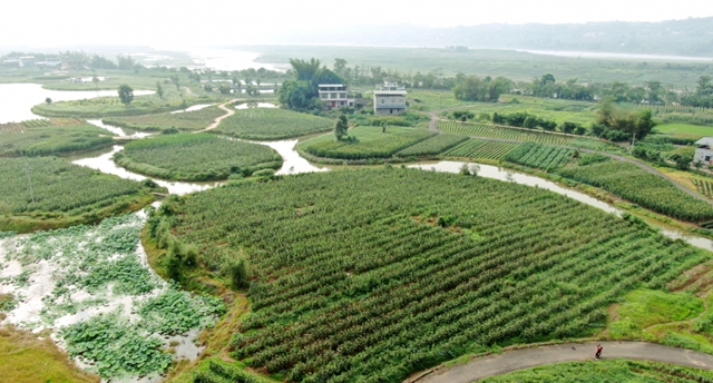 又到吃合江糯苞谷的时节……(图5)