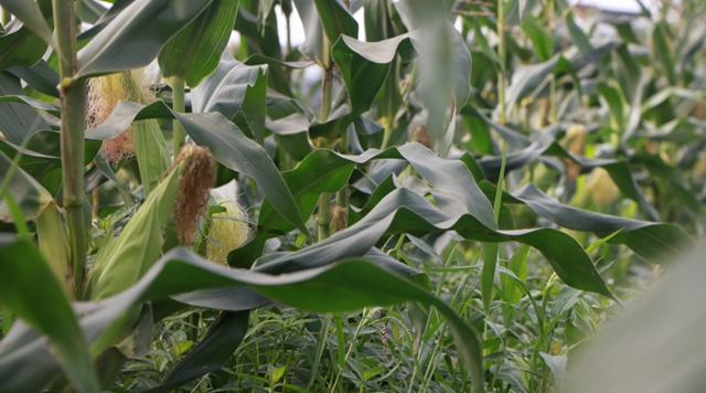 又到吃合江糯苞谷的时节……(图6)