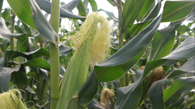又到吃合江糯苞谷的时节……(图8)
