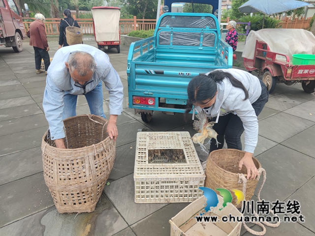 泸县残联在百和镇举行2021年养鸡技术培训(图2) 泸县残联在百和镇举行2021年养鸡技术培训(图2)