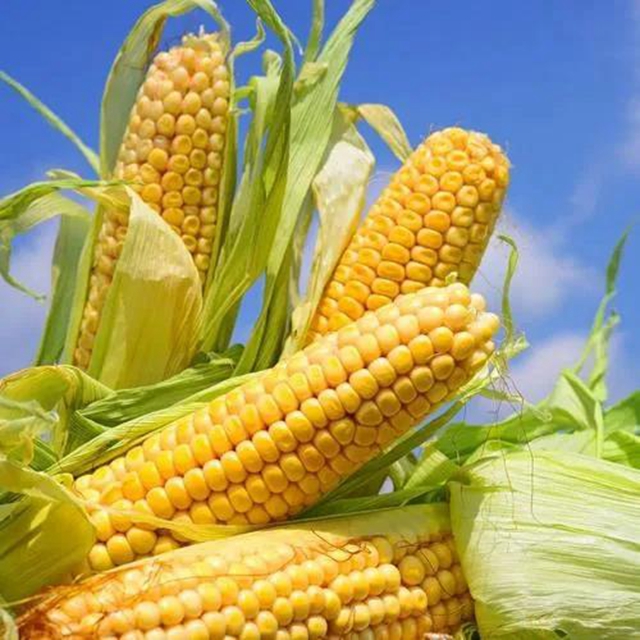 【实用】煮玉米只加水是外行！多放2种料，又甜又糯！(图1)