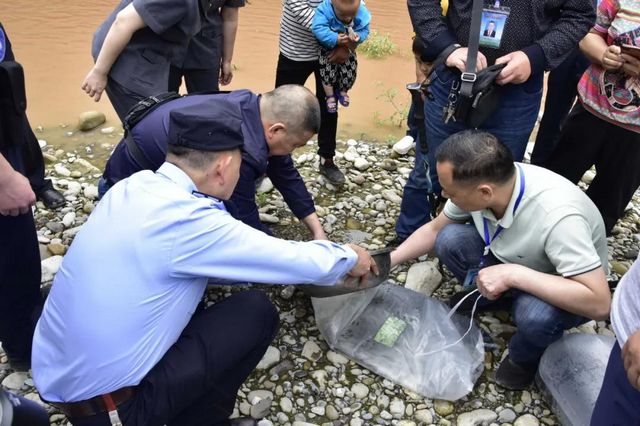 古蔺非法捕捞者被判放生鱼苗“补河”……(图4)