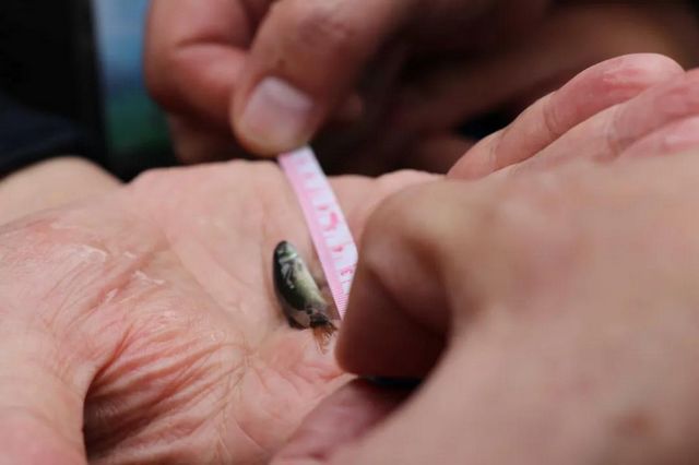 古蔺非法捕捞者被判放生鱼苗“补河”……(图5)