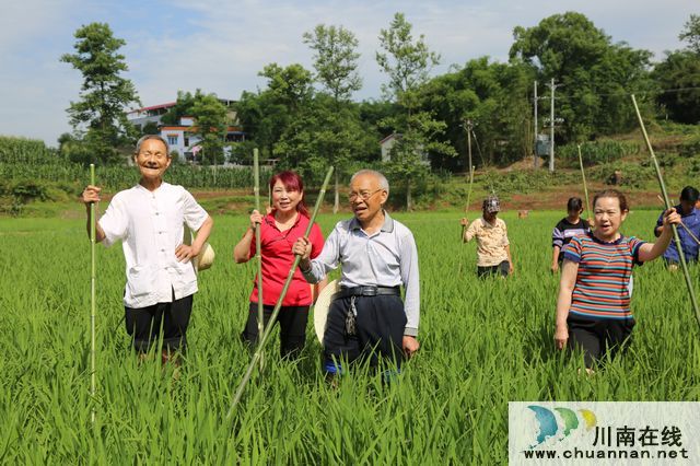 泸县玄滩薅秧歌：稻田里飞出的歌(图4)