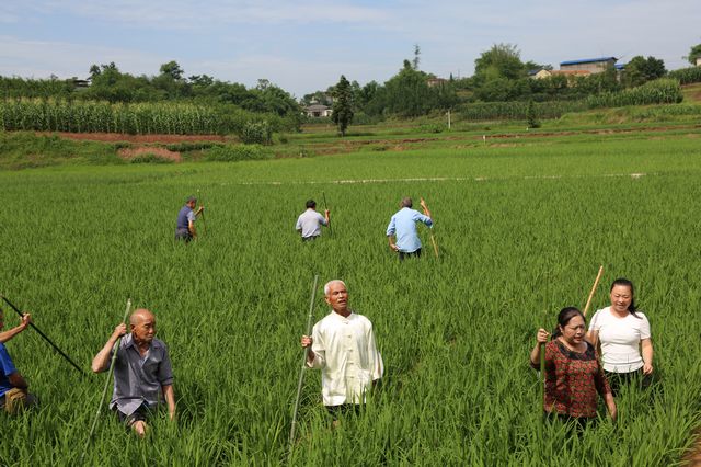 泸县玄滩薅秧歌：稻田里飞出的歌(图3)