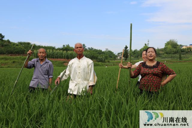 泸县玄滩薅秧歌：稻田里飞出的歌(图2)