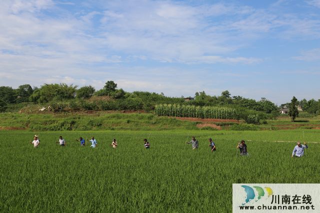 泸县玄滩薅秧歌：稻田里飞出的歌(图1)