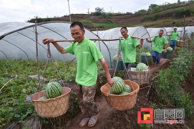 第九届自贡•九洪西瓜节等你来，爽一“夏”！(图5)