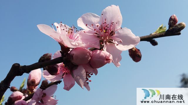 古蔺二郎镇：桃子压枝垂 乡贤引领振兴路(图4)