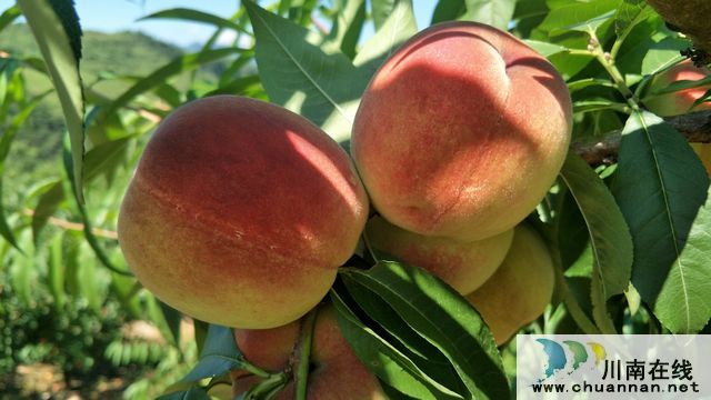 古蔺二郎镇：桃子压枝垂 乡贤引领振兴路(图3)