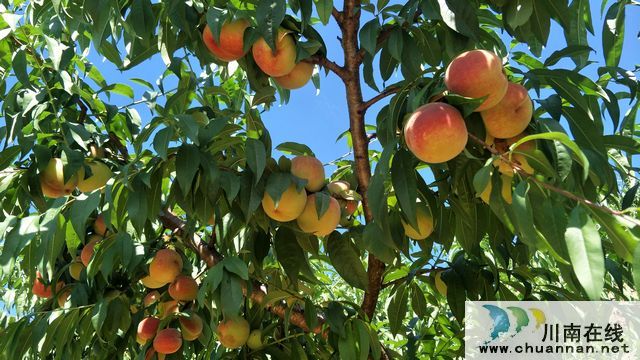 古蔺二郎镇：桃子压枝垂 乡贤引领振兴路(图2)