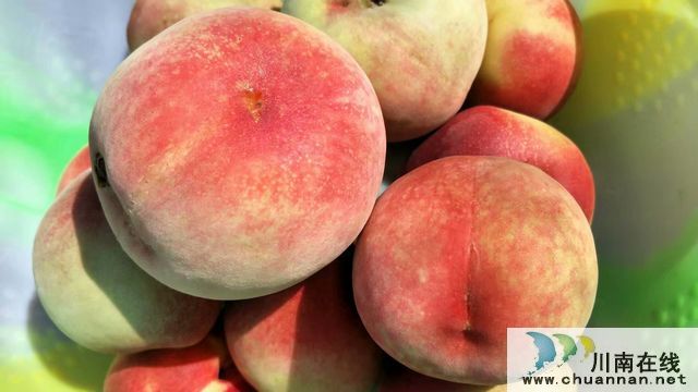 古蔺二郎镇：桃子压枝垂 乡贤引领振兴路(图5)