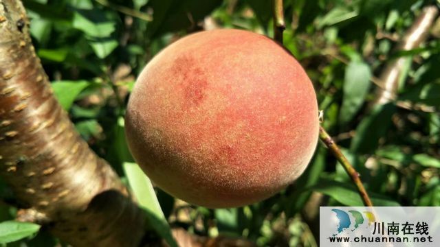 古蔺二郎镇：桃子压枝垂 乡贤引领振兴路(图7)