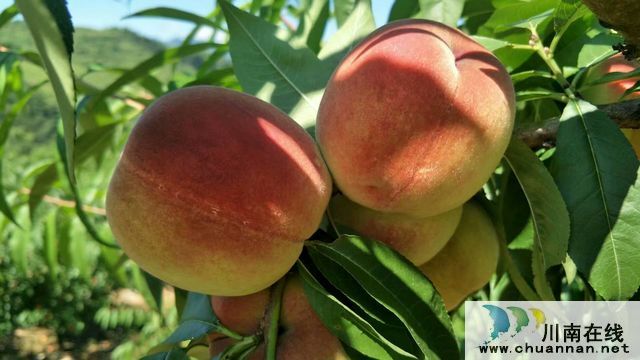 古蔺二郎镇：桃子压枝垂 乡贤引领振兴路(图6)