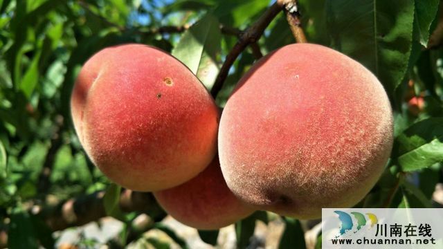 古蔺二郎镇：桃子压枝垂 乡贤引领振兴路(图8)