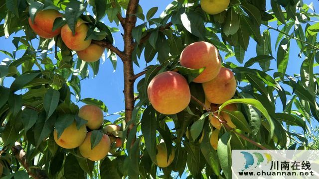 古蔺二郎镇：桃子压枝垂 乡贤引领振兴路(图10)