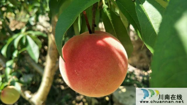 古蔺二郎镇：桃子压枝垂 乡贤引领振兴路(图9)