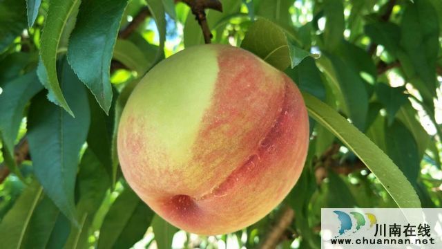 古蔺二郎镇：桃子压枝垂 乡贤引领振兴路(图11)