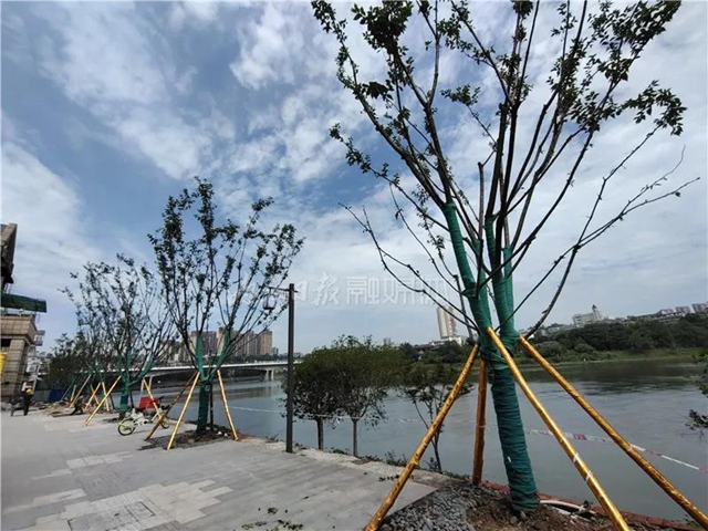 坐不住了!六段锦提升改造完成70%,内江“外滩”初现雏形(图8) 坐不住了!六段锦提升改造完成70%,内江“外滩”初现雏形(图8)