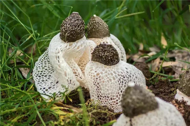 7分44秒！央视聚焦宜宾这个鲜味十足的“地标产品”(图1)