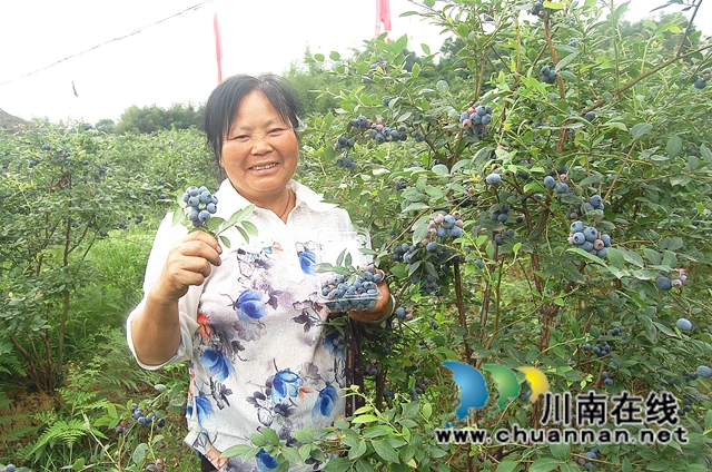 江阳区方山镇：蓝莓熟了， 游客乐了，钱袋鼓了！(图1)