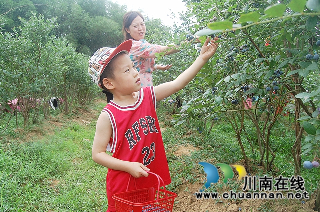 江阳区方山镇：蓝莓熟了， 游客乐了，钱袋鼓了！(图2)