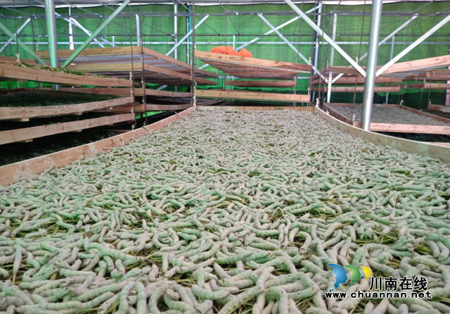 宜宾南溪区长兴镇组织开展种蚕桑实用技术培训(图2) 宜宾南溪区长兴镇组织开展种蚕桑实用技术培训(图2)