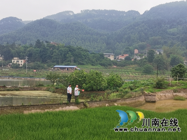 泸县:支书主任一肩挑,挑出乡村新活力(图2) 泸县:支书主任一肩挑,挑出乡村新活力(图2)