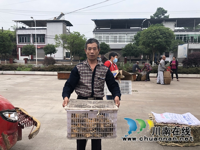 泸县残联开展“我为群众办实事”实践活动——送鸡苗下乡(图6)