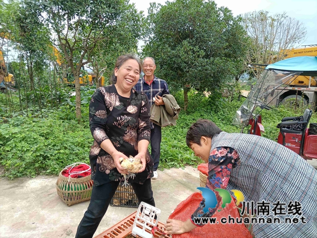 泸县残联开展“我为群众办实事”实践活动——送鸡苗下乡(图8) 泸县残联开展“我为群众办实事”实践活动——送鸡苗下乡(图8)