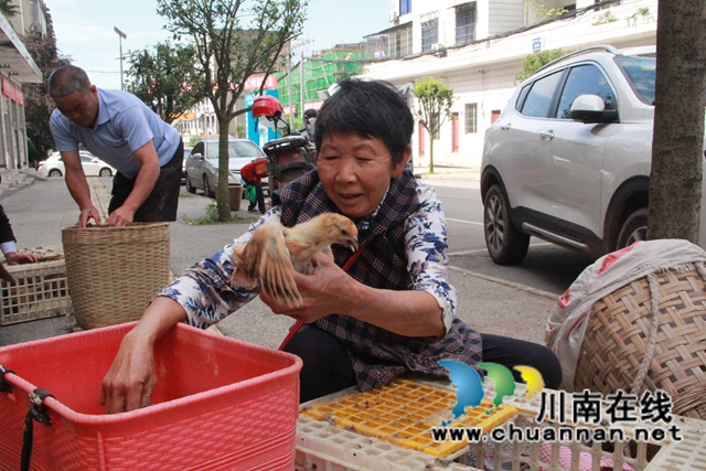 泸县残联开展“我为群众办实事”实践活动——送鸡苗下乡(图9)