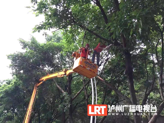 注意安全！泸州城区20条干道行道树“理发”中(图1)
