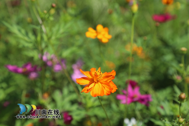 合江：格桑花儿开，游客闻香来(图3)