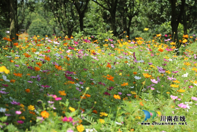 合江：格桑花儿开，游客闻香来(图8)