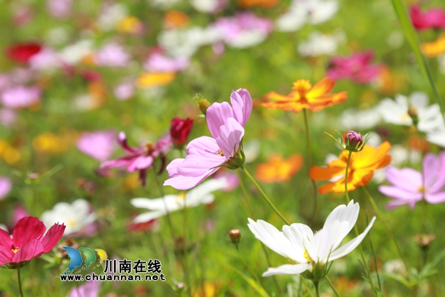 合江：格桑花儿开，游客闻香来(图6)